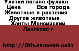 Улитки патина фулика › Цена ­ 10 - Все города Животные и растения » Другие животные   . Ханты-Мансийский,Лангепас г.